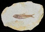 Knightia Fossil Fish - Wyoming #60860-1